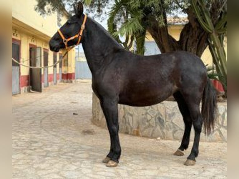 PRE Mestizo Yegua 6 años 161 cm Negro in ALICANTE