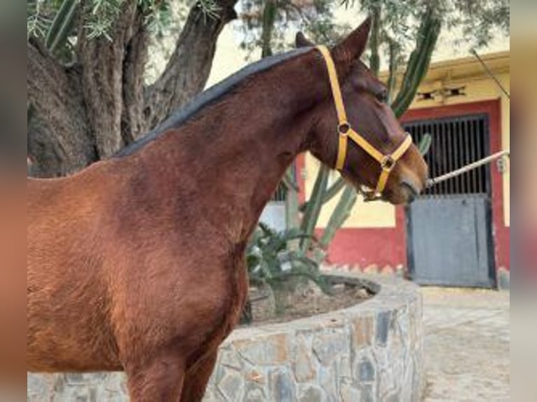 PRE Mestizo Yegua 6 años 162 cm Castaño rojizo in Alicante