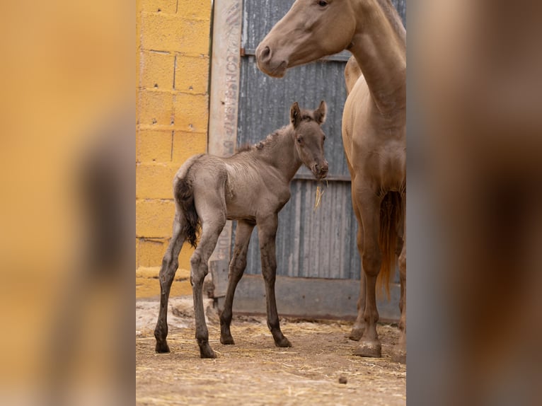 PRE Mestizo Yegua 6 años 162 cm Champán in Valencia