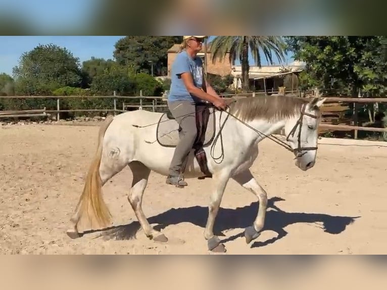 PRE Mestizo Yegua 6 años 162 cm Tordo in Felanitx