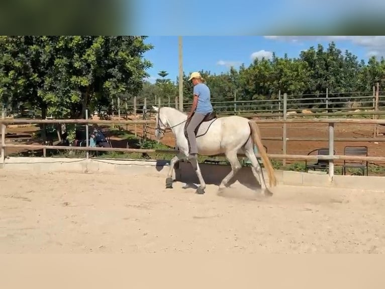 PRE Mestizo Yegua 6 años 162 cm Tordo in Felanitx