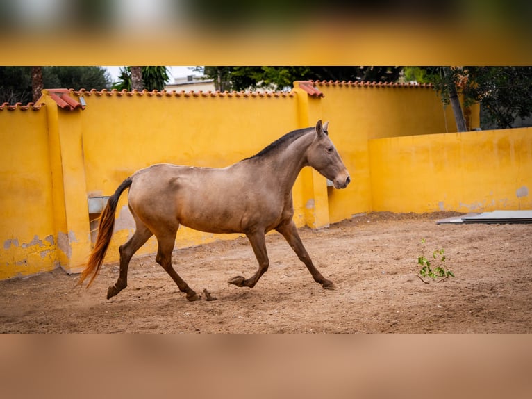 PRE Mestizo Yegua 6 años 163 cm Champán in Valencia