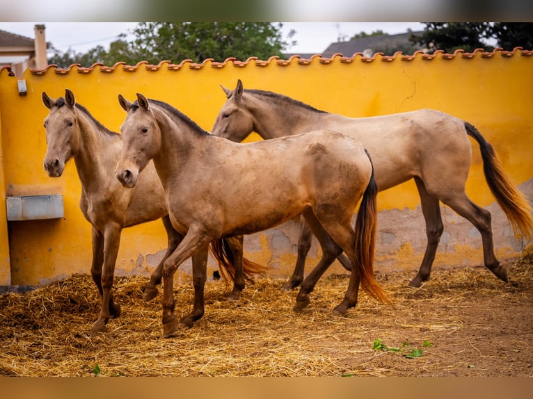 PRE Mestizo Yegua 6 años 163 cm Champán in Valencia