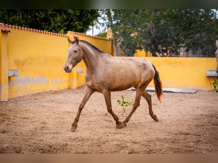 PRE Mestizo Yegua 6 años 163 cm Champán in Valencia