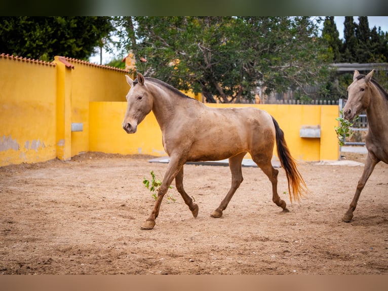 PRE Mestizo Yegua 6 años 163 cm Champán in Valencia