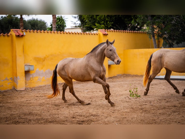 PRE Mestizo Yegua 6 años 163 cm Champán in Valencia