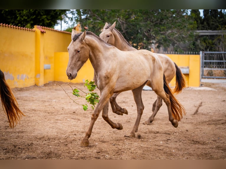 PRE Mestizo Yegua 6 años 163 cm Champán in Valencia