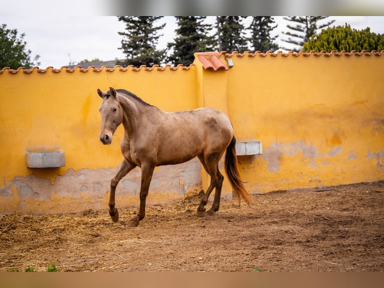 PRE Mestizo Yegua 6 años 163 cm Champán in Valencia