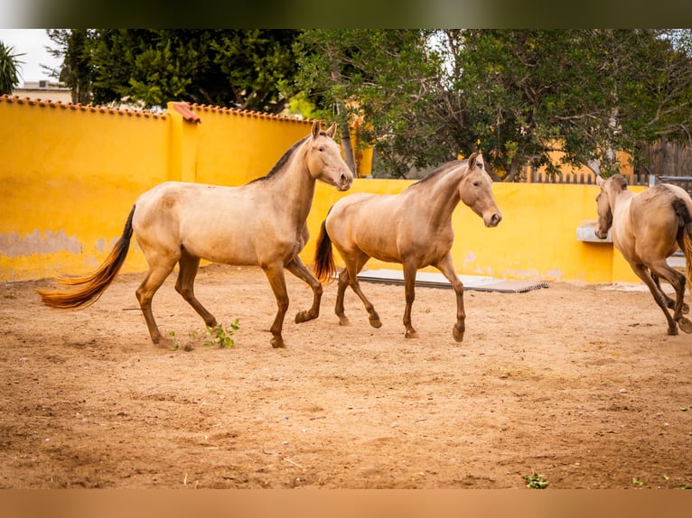 PRE Mestizo Yegua 6 años 163 cm Champán in Valencia