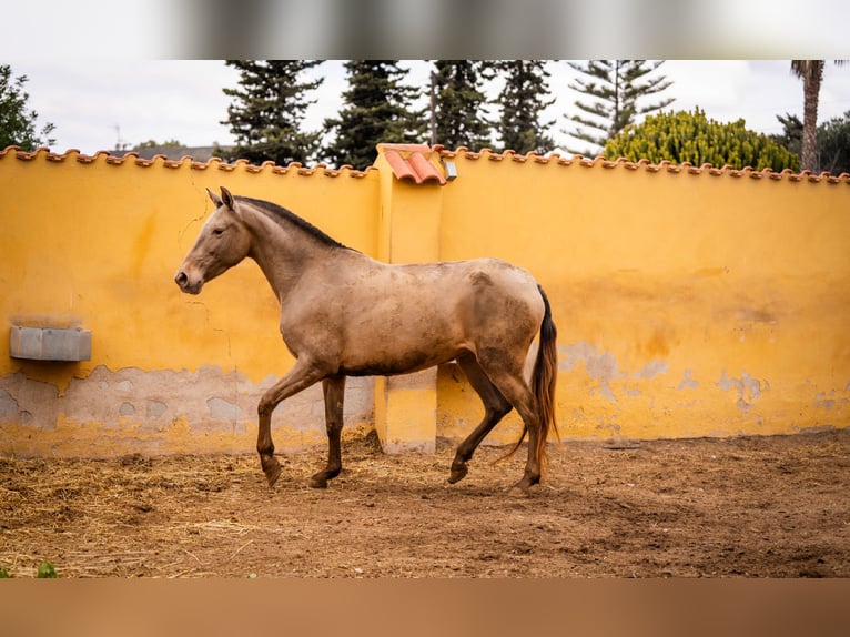 PRE Mestizo Yegua 6 años 163 cm Champán in Valencia