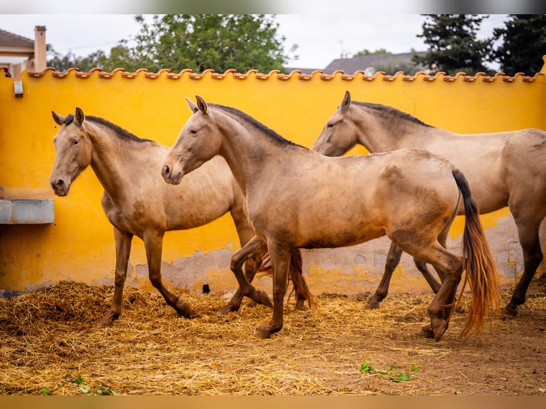 PRE Mestizo Yegua 6 años 163 cm Champán in Valencia