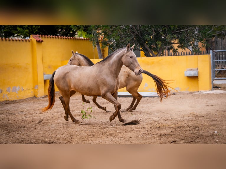 PRE Mestizo Yegua 6 años 163 cm Champán in Valencia