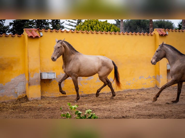 PRE Mestizo Yegua 6 años 163 cm Champán in Valencia