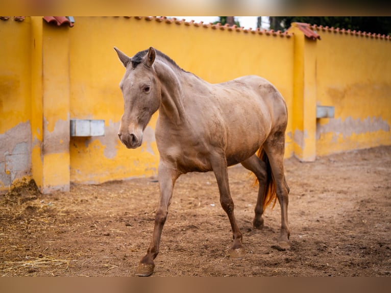 PRE Mestizo Yegua 6 años 163 cm Champán in Valencia