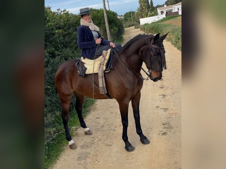 PRE Mestizo Yegua 6 años 163 cm in Conil de la Frontera