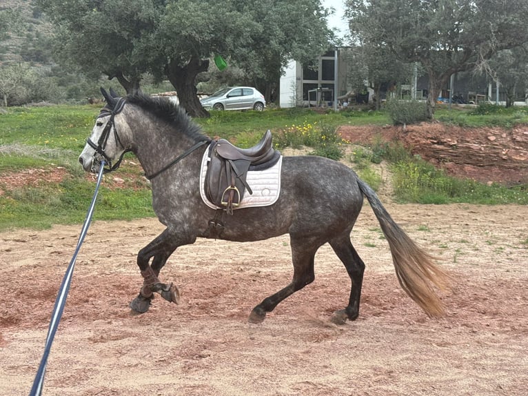 PRE Mestizo Yegua 6 años 164 cm Tordo in Naquera