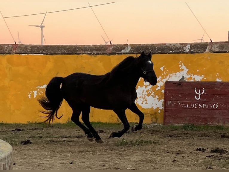 PRE Mestizo Yegua 6 años 165 cm Negro in Jerez de la Frontera