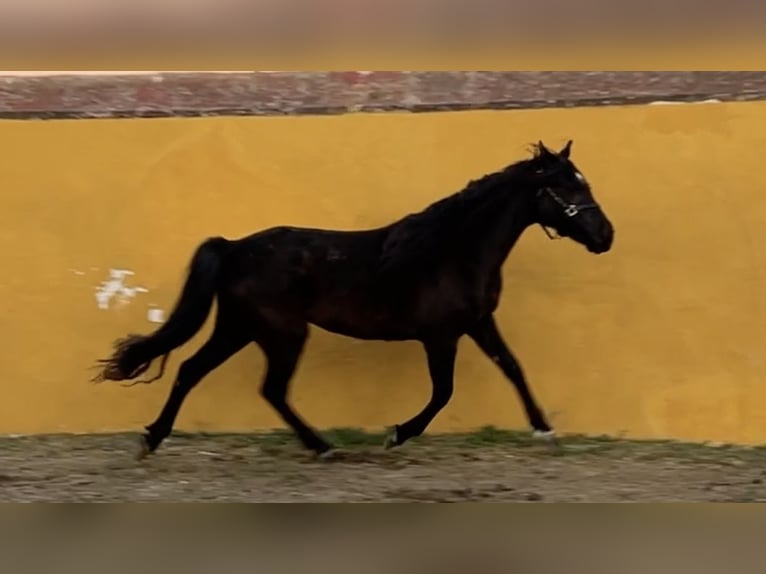 PRE Mestizo Yegua 6 años 165 cm Negro in Jerez de la Frontera