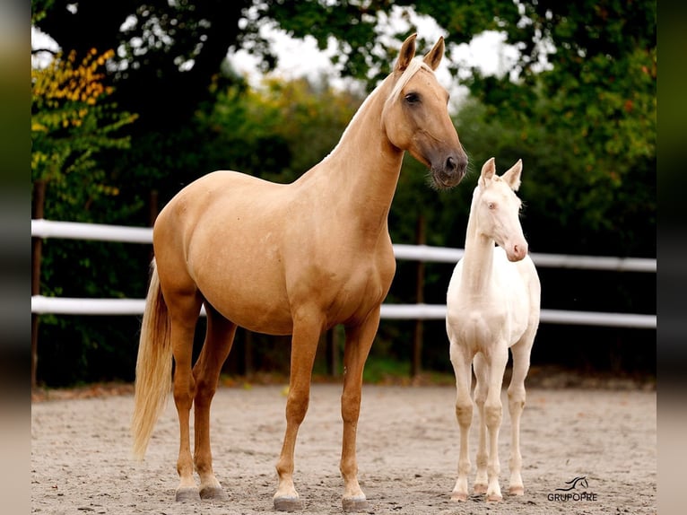 PRE Mestizo Yegua 6 años 165 cm Palomino in Maisonnais