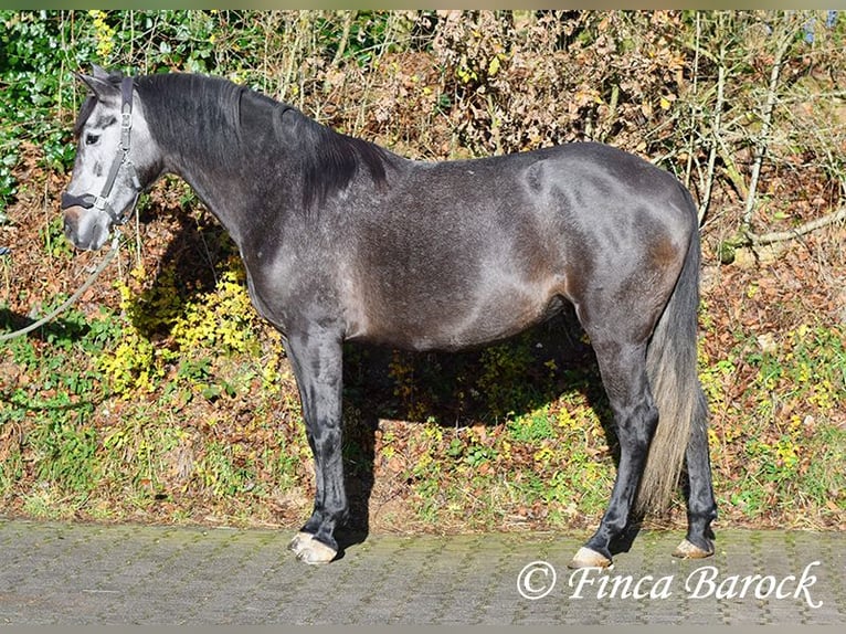 PRE Mestizo Yegua 6 años 165 cm Tordo in Wiebelsheim