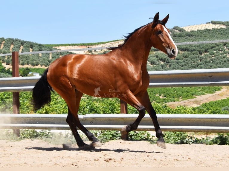 PRE Yegua 6 años 167 cm Castaño in Provinz Cordoba