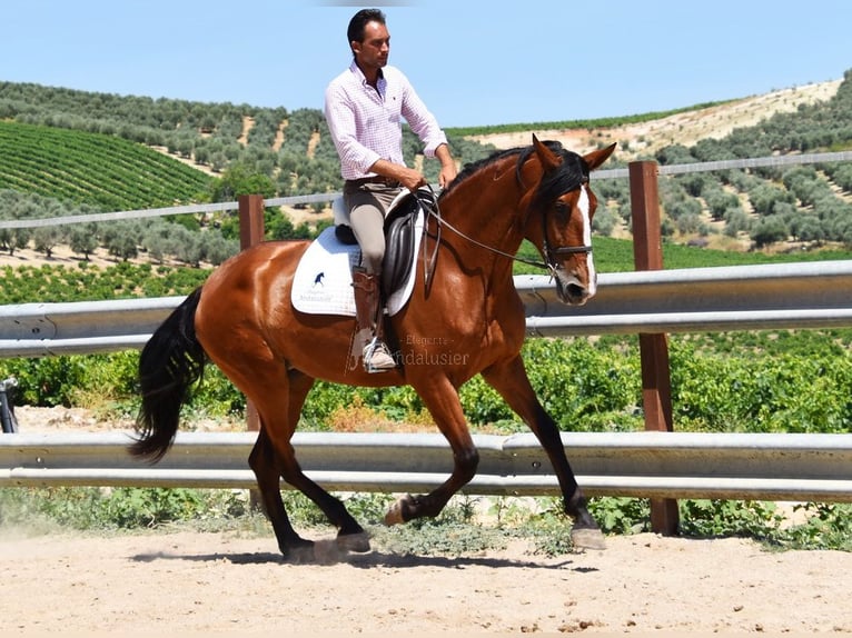 PRE Yegua 6 años 167 cm Castaño in Provinz Cordoba