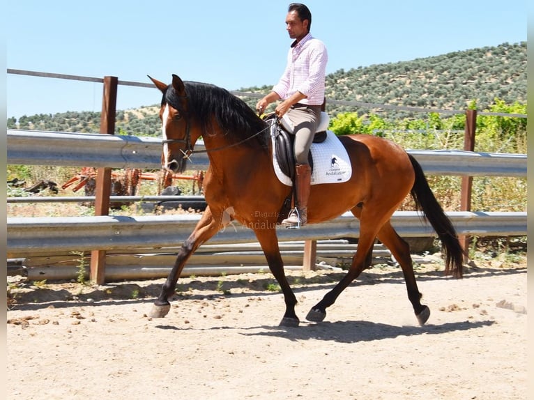 PRE Yegua 6 años 167 cm Castaño in Provinz Cordoba