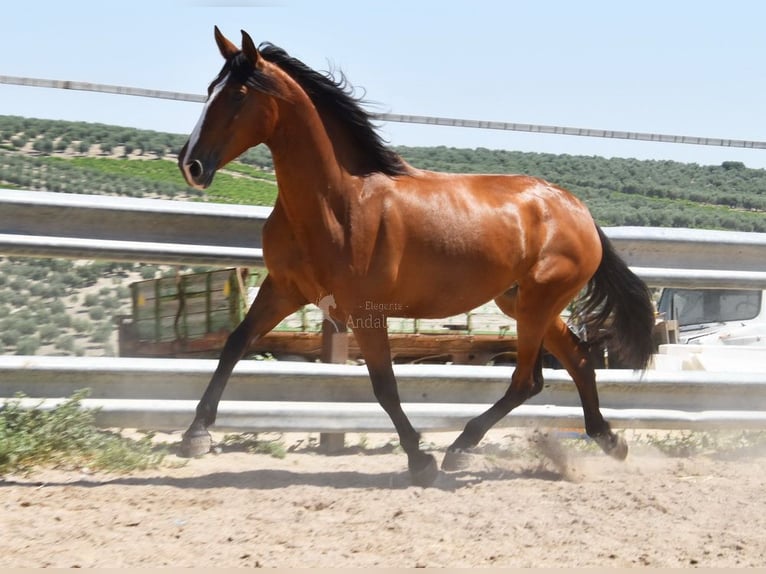 PRE Yegua 6 años 167 cm Castaño in Provinz Cordoba