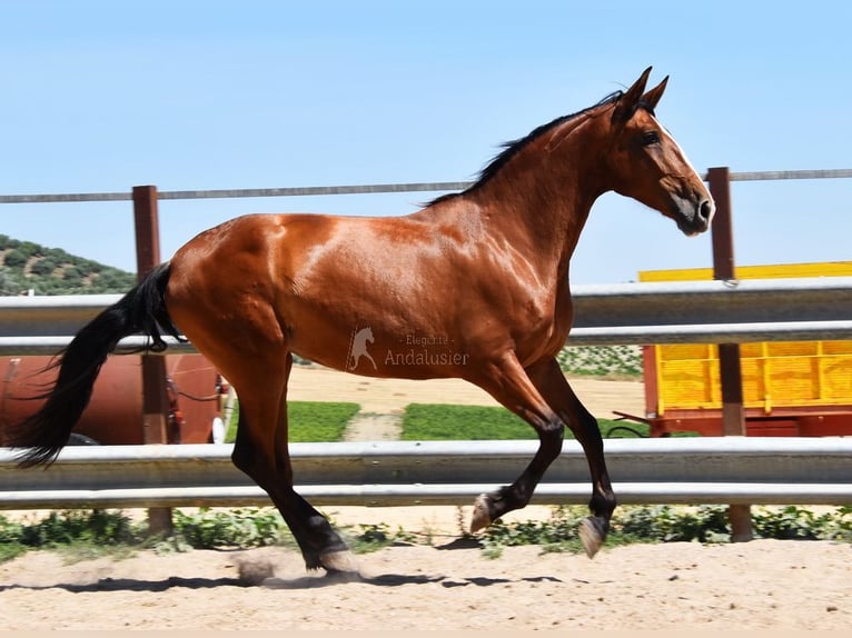PRE Yegua 6 años 167 cm Castaño in Provinz Cordoba