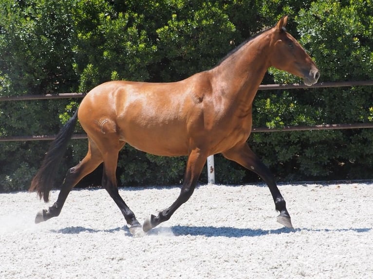 PRE Mestizo Yegua 6 años 167 cm Castaño rojizo in NAVAS DEL MADRONO