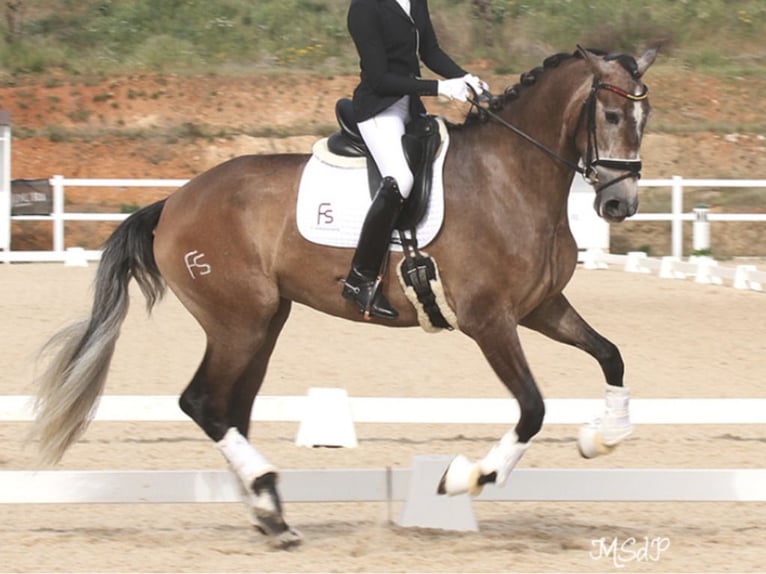 PRE Mestizo Yegua 6 años 168 cm Tordo in NAVAS DEL MADRONO