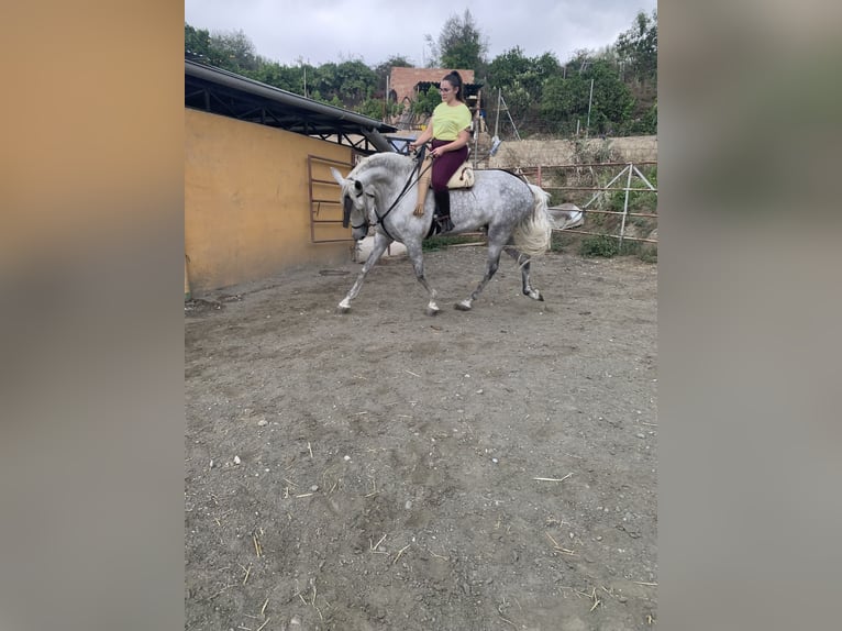 PRE Yegua 6 años 170 cm Tordo in La Viñuela