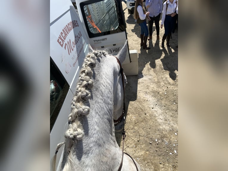 PRE Yegua 6 años 170 cm Tordo in La Viñuela