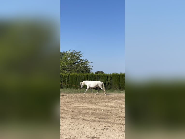 PRE Mestizo Yegua 6 años 170 cm Tordo in Cañada