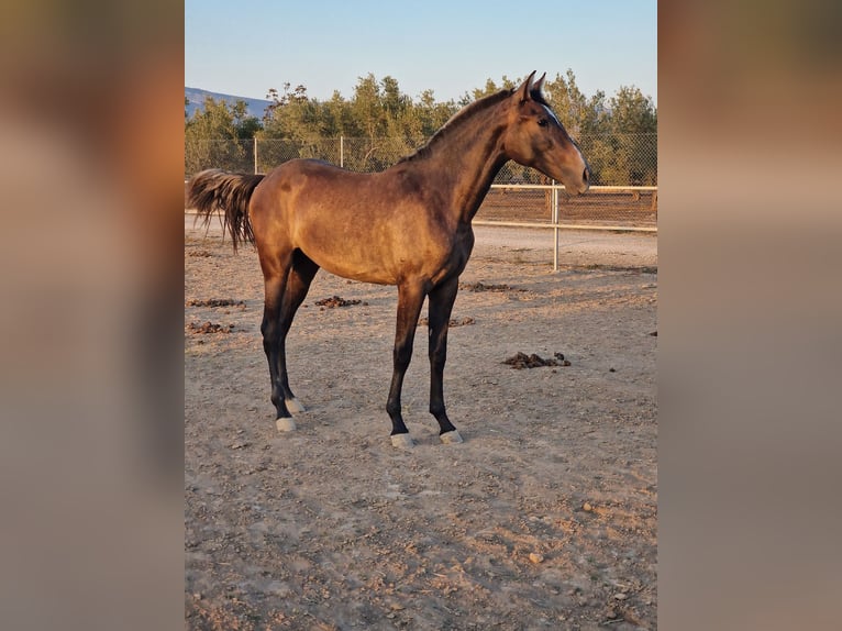 PRE Mestizo Yegua 6 años 170 cm Tordo in Cañada