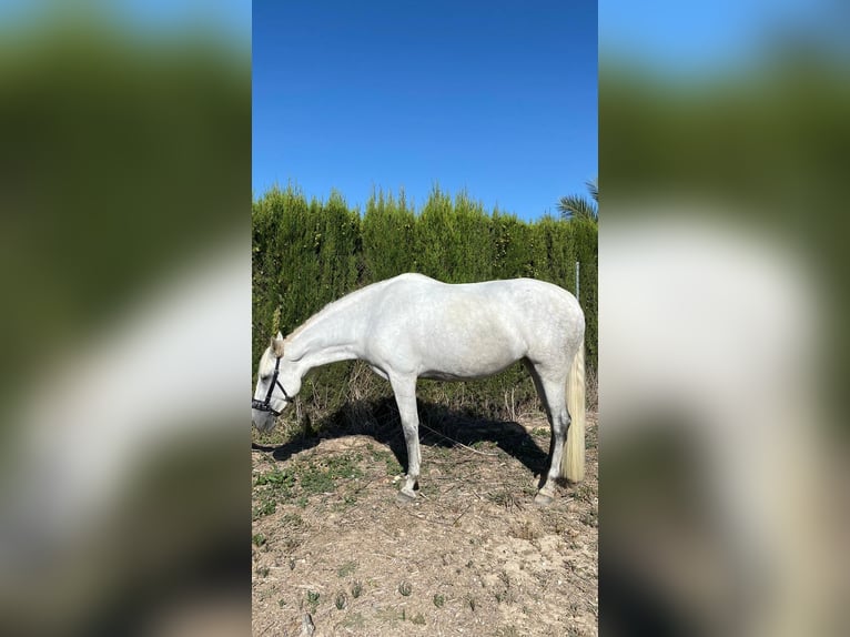 PRE Mestizo Yegua 6 años 170 cm Tordo in Cañada