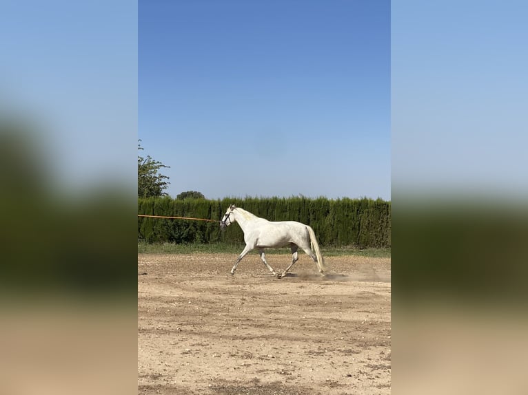 PRE Mestizo Yegua 6 años 170 cm Tordo in Cañada