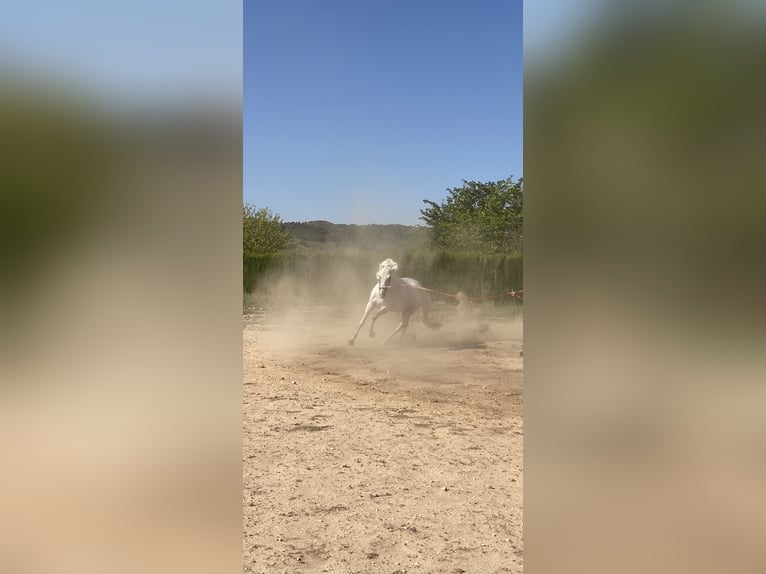 PRE Mestizo Yegua 6 años 170 cm Tordo in Cañada