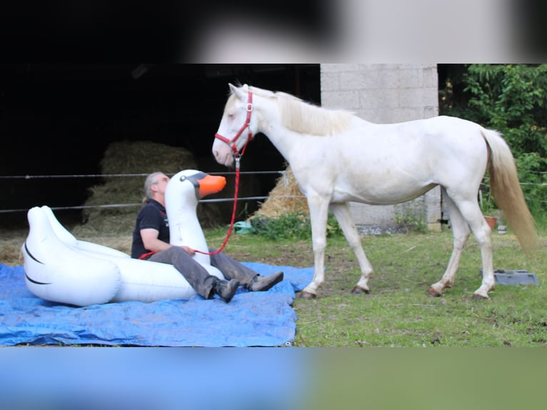 PRE Mestizo Yegua 7 años 147 cm Cremello in Gemmerich