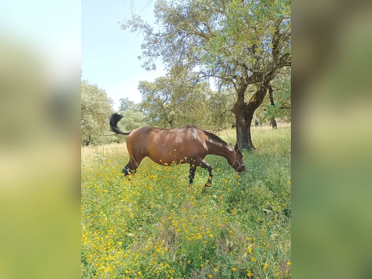 PRE Mestizo Yegua 7 años 160 cm Castaño oscuro in Sevilla