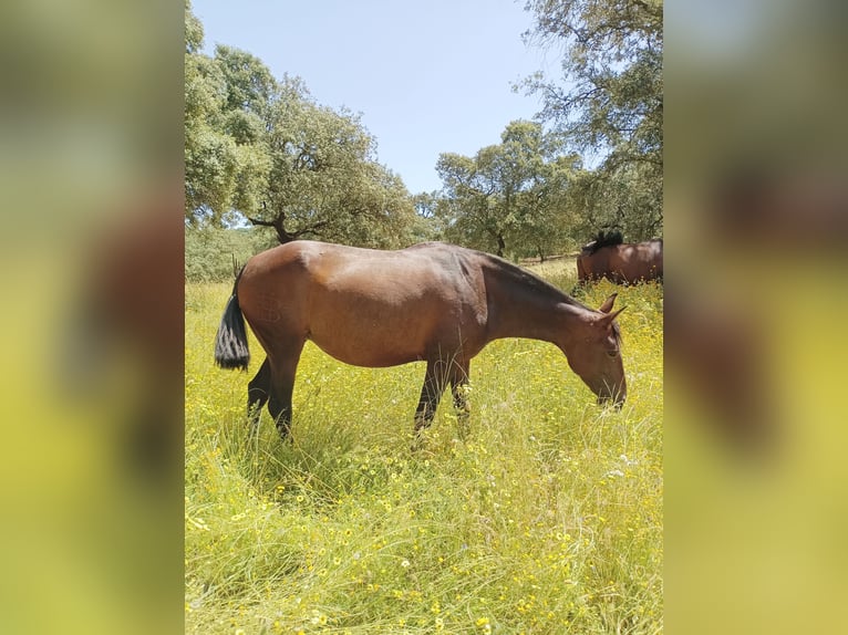 PRE Mestizo Yegua 7 años 160 cm Castaño oscuro in Sevilla