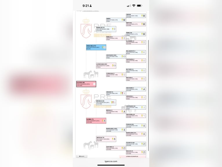PRE Mestizo Yegua 7 años 161 cm Castaño oscuro in Fuente Obejuna