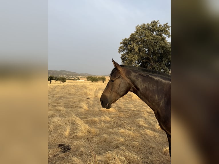 PRE Mestizo Yegua 7 años 161 cm Castaño oscuro in Fuente Obejuna
