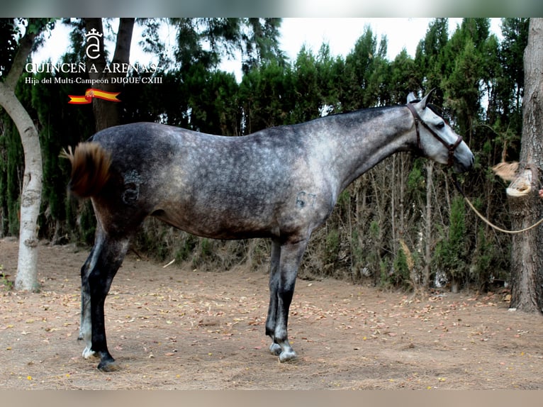 PRE Yegua 7 años 162 cm Tordo in Lebrija