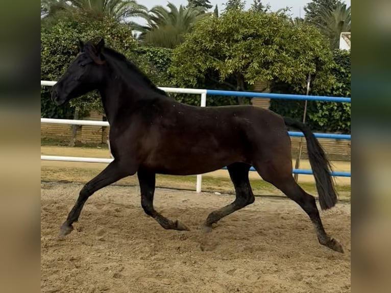 PRE Mestizo Yegua 7 años 163 cm Negro in Fuentes De Andalucia