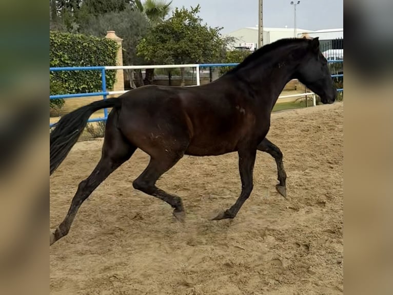 PRE Mestizo Yegua 7 años 163 cm Negro in Fuentes De Andalucia