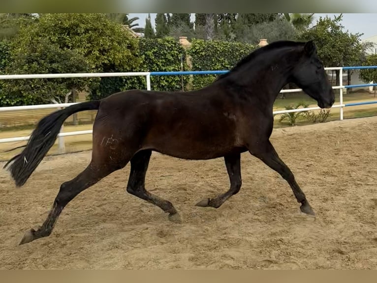 PRE Mestizo Yegua 7 años 163 cm Negro in Fuentes De Andalucia