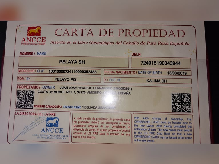 PRE Mestizo Yegua 7 años 163 cm Tordo in Hagen