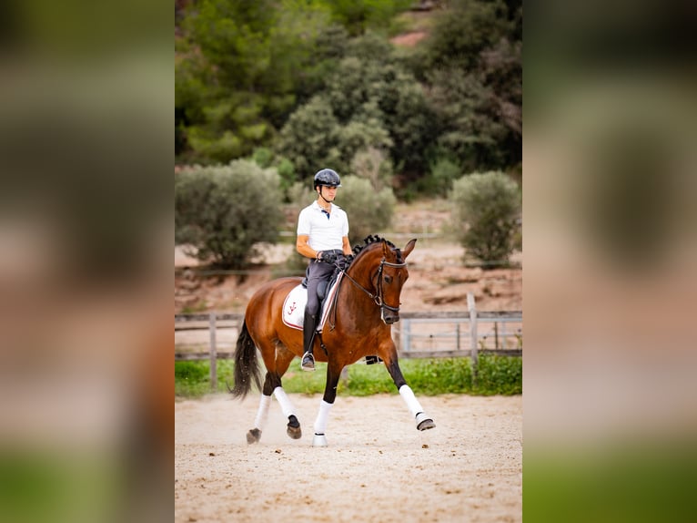 PRE Yegua 7 años 165 cm Castaño in Madrid