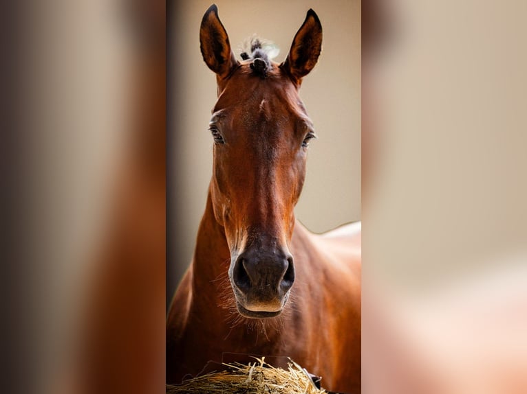 PRE Yegua 7 años 165 cm Castaño in Madrid